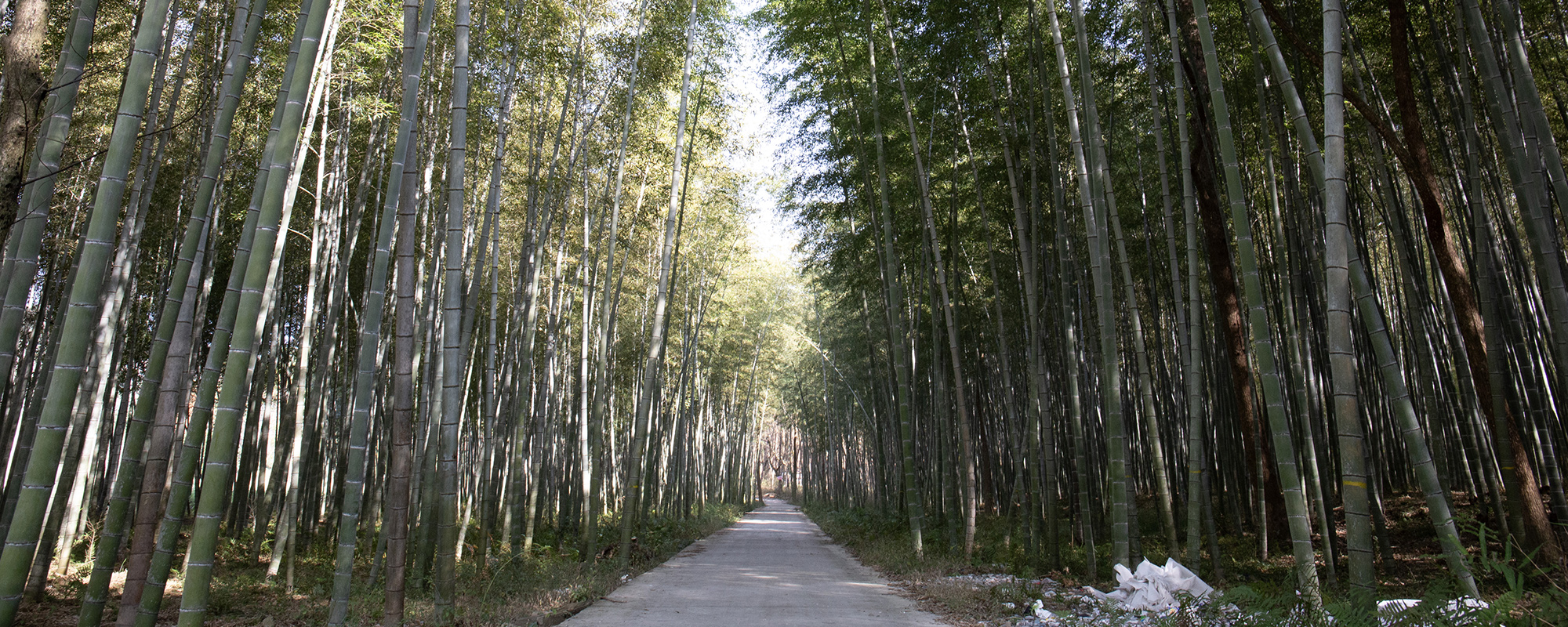 パラフィナの取り組み img